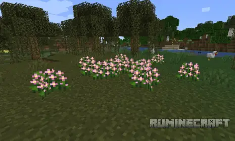 Новые цветы