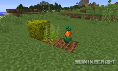 Новые растения