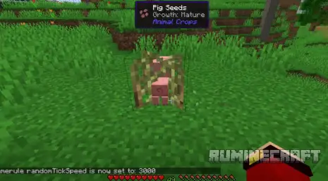 Процесс роста свиньи из семян с модом Animal Crops